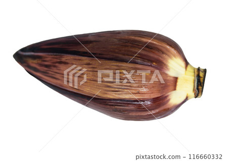 Banana flower buds on a white background / Rare vegetable graphic material 116660332