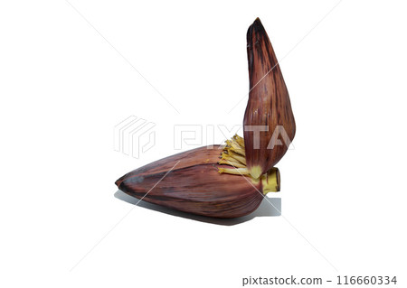 Banana flower buds visible on a white background / Rare food graphic material 116660334