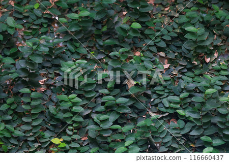 Green leaves background, green leaves texture background, green leaves background Green leaves background, green leaves texture background, green leaves background 116660437