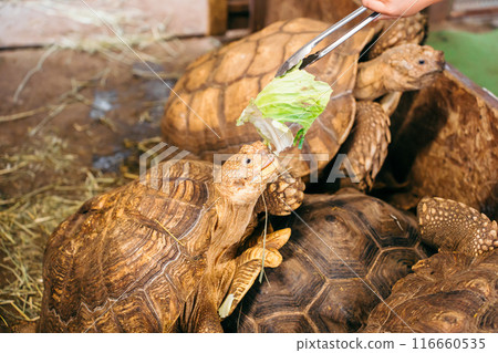吃高麗菜的烏龜（鴕鳥王國石岡農場） 116660535