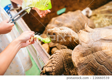 吃高麗菜的烏龜（鴕鳥王國石岡農場） 116660539