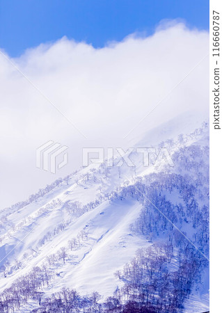 羊蹄山的山坡 116660787