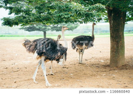 鴕鳥（鴕鳥王國石岡農場） 116660840