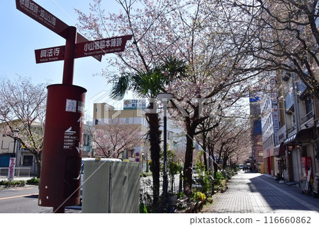 Gion Street, Oyama City, Tochigi Prefecture, with cherry blossoms in full bloom and a signpost 116660862