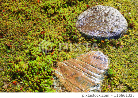 大原實光院美麗的花園苔（京都市左京區） 116661323