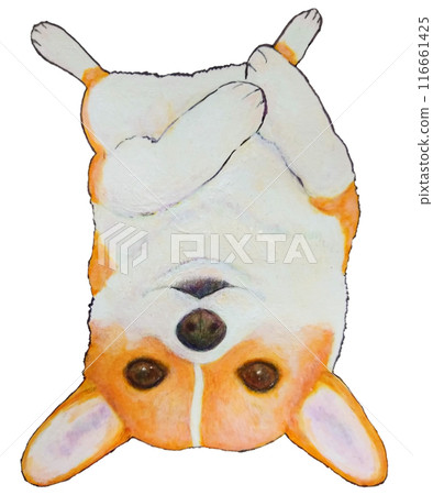 仰臥柯基犬 116661425