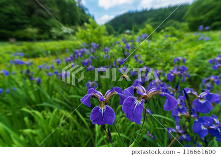 Iris flower and carpenter bee 116661600
