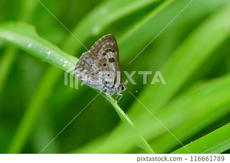 A small butterfly with black-brown wings that lives on the plateau, the black-haired chickweed A small butterfly with black-brown wings that lives on the plateau, the black-haired chickweed 116661789