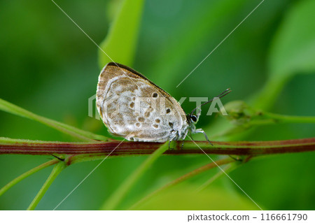 A small butterfly with black-brown wings that lives on the plateau, the black-haired chickweed 116661790