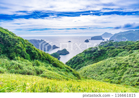 [Shizuoka Prefecture] Evening view of Cape Okuiro with day sedges in bloom 116661815