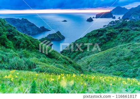 [Shizuoka Prefecture] Evening view of Cape Okuiro with day sedges in bloom 116661817
