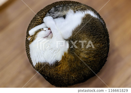 Cat curled up in bowl 116661829