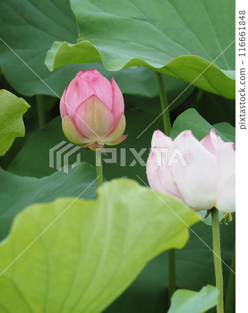 Flowered lotus flower Flowered lotus flower 116661848