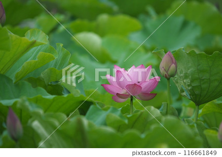 Oga lotus peeking out from between the leaves Oga lotus peeking out from between the leaves 116661849