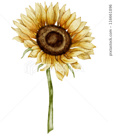 Watercolor Sunflower Illustration with Detailed Petals and Green Stem on isolated background. Seasonal autumn Flower in yellow and orange colors for harvest festival invitations or fall greeting cards Watercolor Sunflower Illustration with Detailed Petals and Green Stem on isolated background. Seasonal autumn Flower in yellow and orange colors for harvest festival invitations or fall greeting cards 116661896
