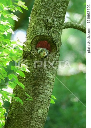 Flying squirrels are a popular, cute-looking animal that lives in woodlands and are a familiar wild animal. 116662301