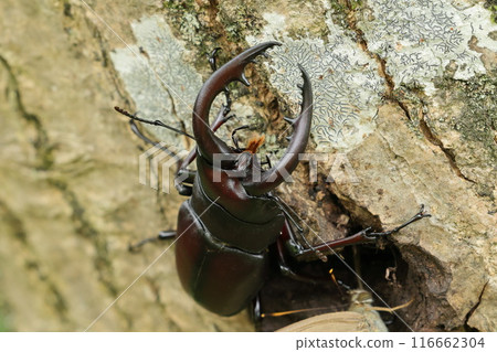 鋸磨鍬蟲吸吮日本核桃樹的汁液 116662304