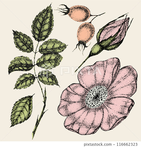 Collection of vintage flowers, leaves and berries of wild rose. Rose hip hand drawn, sketches, pointillism style. Collection of vintage flowers, leaves and berries of wild rose. Rose hip hand drawn, sketches, pointillism style. 116662323