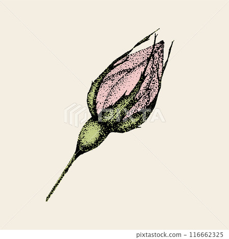 Wild rose flowers drawing and sketch with pointillism on white backgrounds. Vintage illustration of rosebud Wild rose flowers drawing and sketch with pointillism on white backgrounds. Vintage illustration of rosebud 116662325