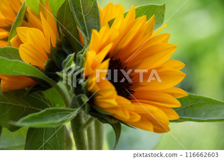 sunflower	 116662603