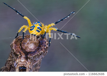 an eight spotted crab spider or Platythomisus octomaculatus. 116662686