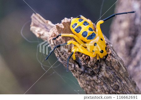 an eight spotted crab spider or Platythomisus octomaculatus. 116662691