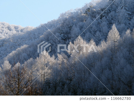 在寒冷的冬日早晨，日本松林的白霜在朝陽的照耀下閃閃發亮。它令人印象深刻且美麗。 116662780