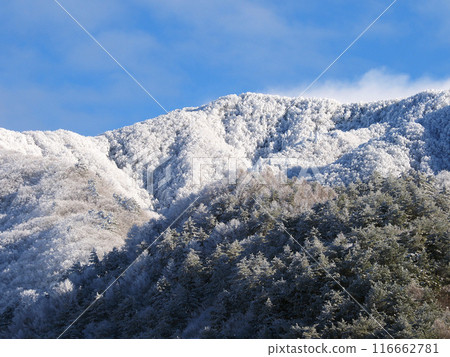 在寒冷的冬日早晨，雪花和霜在朝陽的照射下閃閃發亮，在藍天的襯托下格外醒目美麗。 116662781