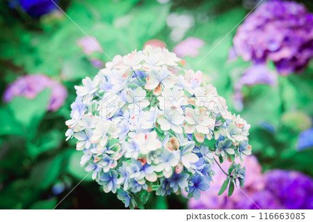 snapshot snapshot 116663085