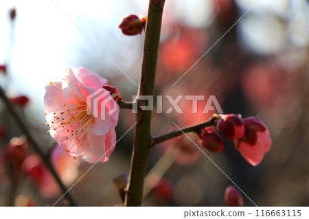 紅梅花在冬日的陽光下綻放 116663115
