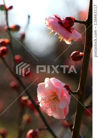Plum blossoms starting to bloom Plum blossoms starting to bloom 116663117