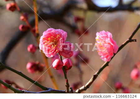 紅色李子開花的春天花 116663124
