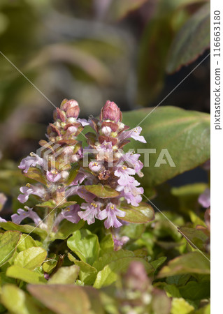 Bugle Gold Chang Bugle Gold Chang 116663180