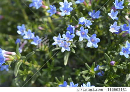 Scrambling gromwell Scrambling gromwell 116663181