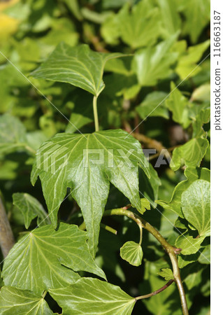 English Ivy Green Ripple English Ivy Green Ripple 116663187