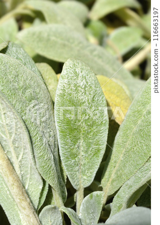 Lambs ears Silver Carpet Lambs ears Silver Carpet 116663197