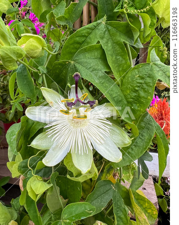 Flowers of the Passion Fruit Tribe or Passifloraceae are blooming. Close up of white passion flower Flowers of the Passion Fruit Tribe or Passifloraceae are blooming. Close up of white passion flower 116663198