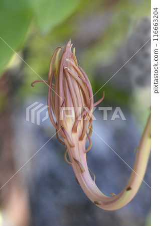 Dutchmans-pipe cactus 116663204