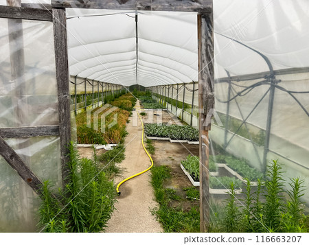 a greenhouse or glasshouse for the production of vegetables and plants 116663207