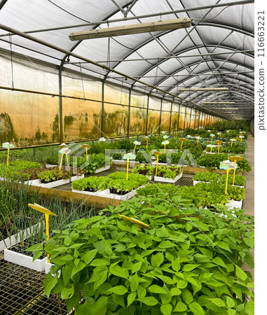 a greenhouse or glasshouse for the production of vegetables and plants 116663221