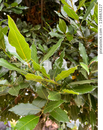 Green fresh bay laurel branch with leaves. Laurus nobilis or sweet bay or bay green foliage. 116663227