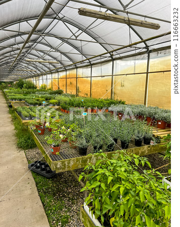 a greenhouse or glasshouse for the production of vegetables and plants 116663232