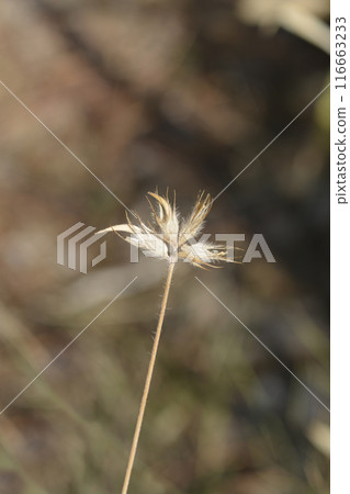 Bitumen trefoil Bitumen trefoil 116663233