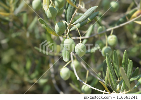 Common olive Common olive 116663241