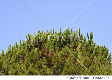 Italian stone pine Italian stone pine 116663243