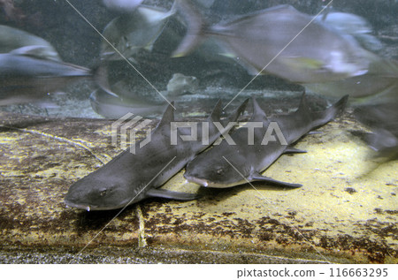 Dot shark 116663295