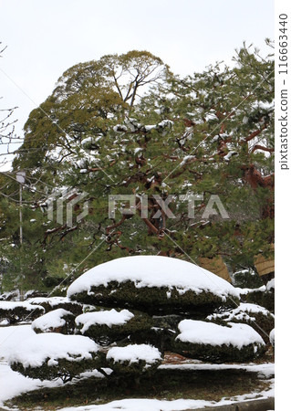 "Snow Scenery at Genkyuen Garden" in Hikone City, Shiga Prefecture 116663440
