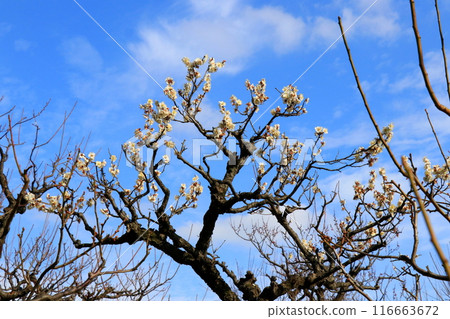 White plum shining in the blue sky White plum shining in the blue sky 116663672