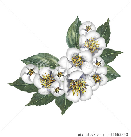 A bouquet of jasmine flowers with leaves. Spring fragrance jasmine. A hand-drawn watercolor illustration. Highlight it. An element for the design of packaging, postcards and labels. A bouquet of jasmine flowers with leaves. Spring fragrance jasmine. A hand-drawn watercolor illustration. Highlight it. An element for the design of packaging, postcards and labels. 116663890