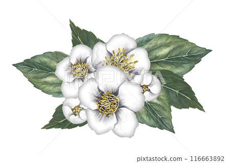 A bouquet of jasmine flowers with leaves. Spring fragrance jasmine. A hand-drawn watercolor illustration. Highlight it. An element for the design of packaging, postcards and labels. A bouquet of jasmine flowers with leaves. Spring fragrance jasmine. A hand-drawn watercolor illustration. Highlight it. An element for the design of packaging, postcards and labels. 116663892